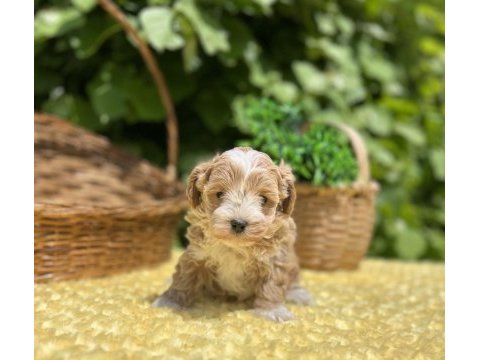 Harika güzellikte maltipoo yavrular