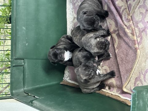French bulldog yavrular