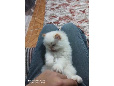 Harika erkek iran kedisi bebeğimiz