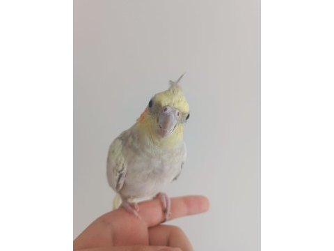 2 yaşında dişi sultan papağanı