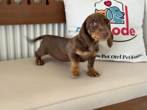 Petmode köpek çiftliğinde ziyarete açık dachshund