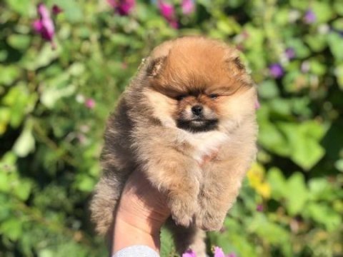 Teddy bear pomeranian yavruları