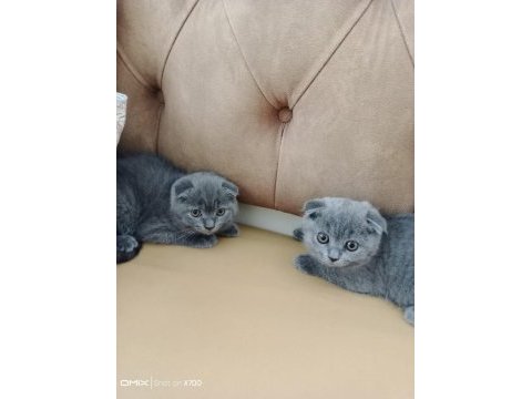 Safkan ırk scottish fold kediler