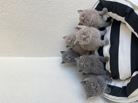 A kalite british shorthair bebekler