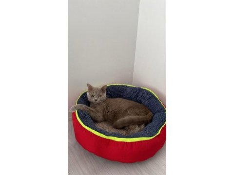 British shorthair kedisi