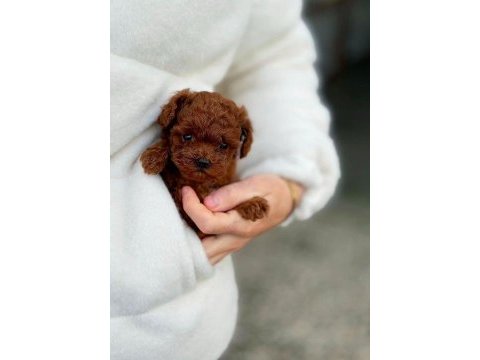 Bakanlık onaylı çiftlikten toy ve teacup poodle yavruları