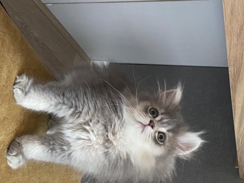 British shorthair bebişlerim yeni yuvalarını arıyorlar