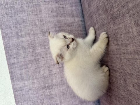 2 aylık scottish fold yavrular