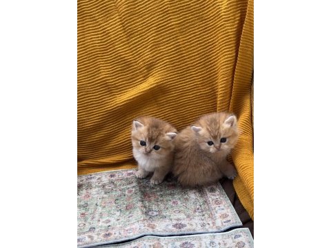 Golden british shorthair bebekler