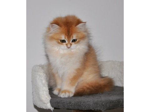 3 aylık golden british longhair ny12 yavru
