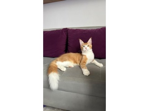 Odd eye maine coon boy kedimiz