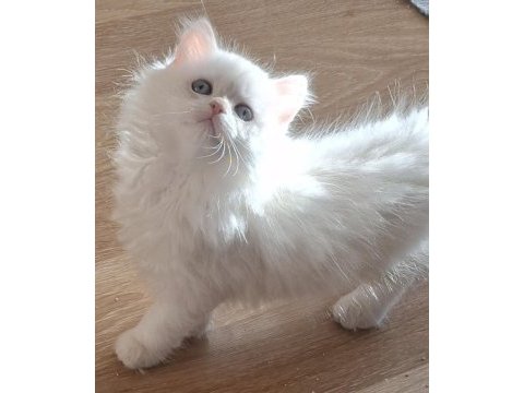 Longhair ve shorthair dişi-erkek yavru kedilerimiz