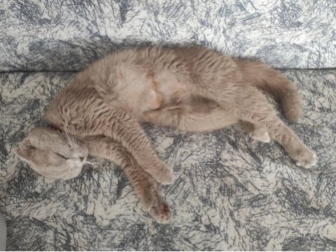Scottish fold kedisi 1 yaşında