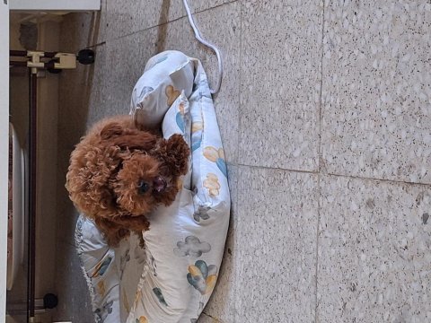 Yakışıklı erkek poodle