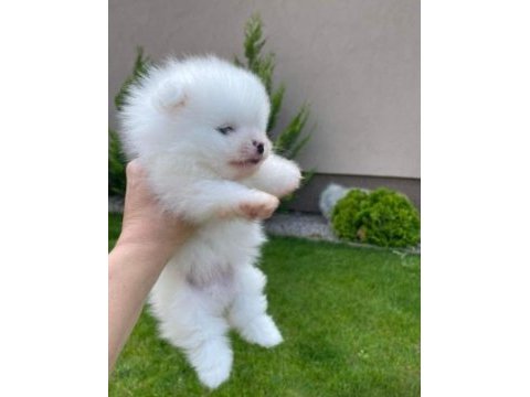 Kar beyazı pomeranian boo dişi