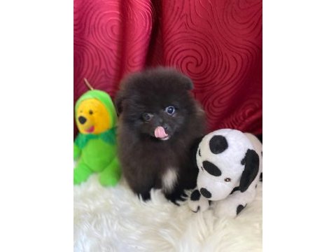 Pomeranian black yavrularımız teslime hazır