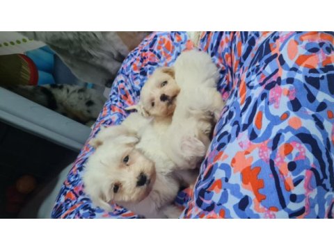 2 aylık dişi ve erkek köpekler