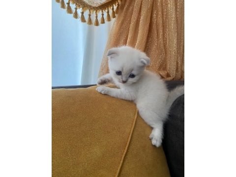 4 yavru kedimiz saf scottish fold