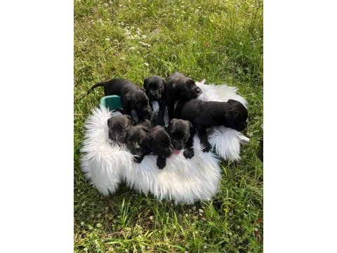 A şecereli kif kayıtlı dev cane corso