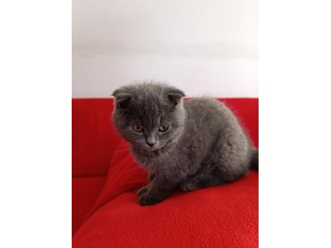 Kaliteli uygun puanlı scottish fold