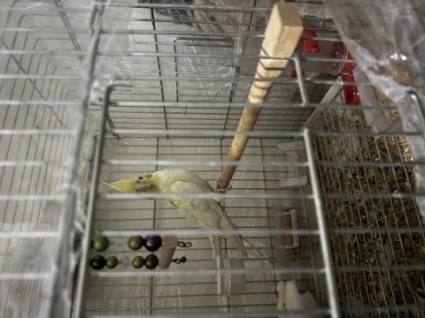 2 adet lutino kırmızı göz sultan papağanı