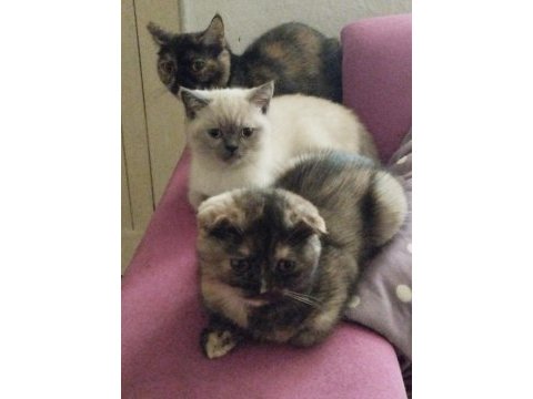 Scottish fold dişi 3 aylık