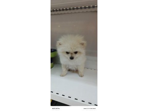 Yeni yuvasına gitmeye hazır pomeranian