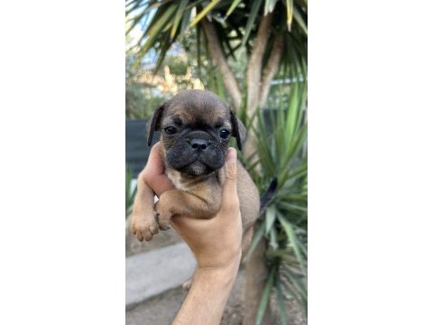 2 dişi 1 erkek pug