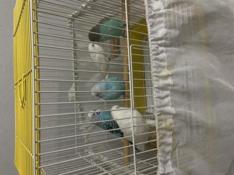 4 adet muhabbet kuşu damızlık