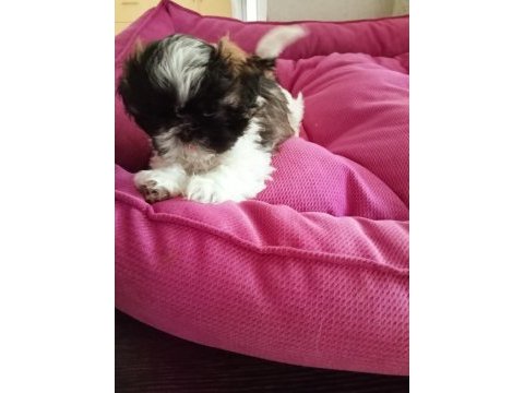 Aile ortamında shih tzu bebekler