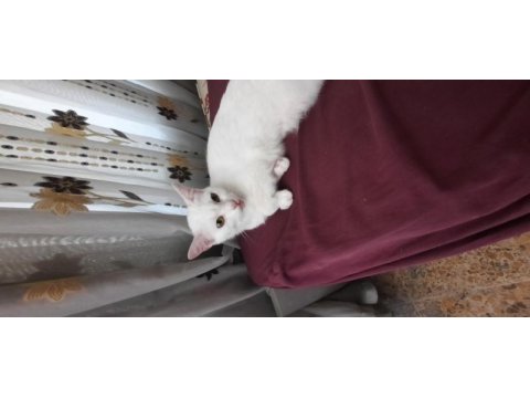 Dişi british shorthair kısır değil