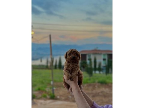 Toy poodle köpeği