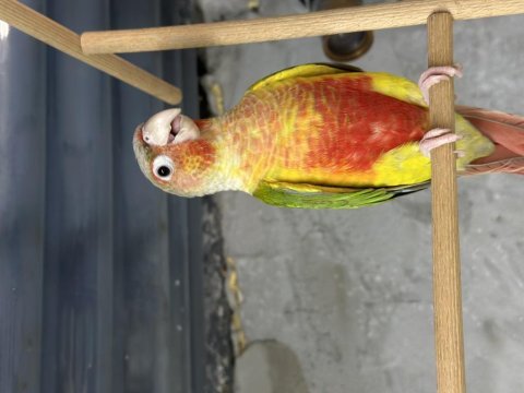 1 yaşında konur papağanı
