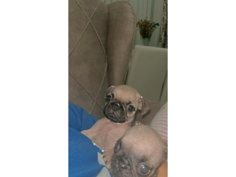 Pug köpeği