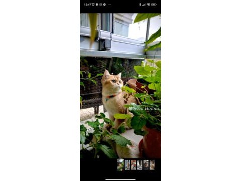 British shorthair ny11 dişi