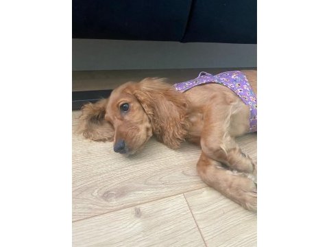 Cocker kızımıza acil yuva arıyoruz