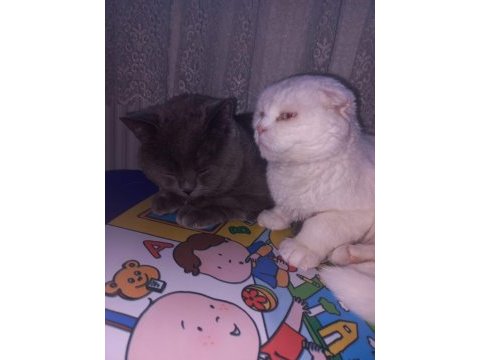 2 kedime yuva arıyorum