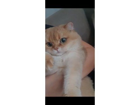 British shorthair ny11 golden