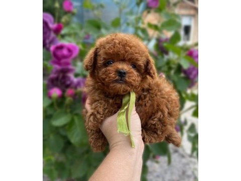 Eğitimli kore toy poodle yavrular