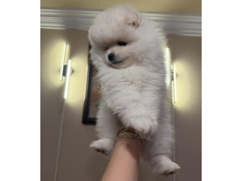 Aile yanında büyüyen safkan pomeranian yavrular
