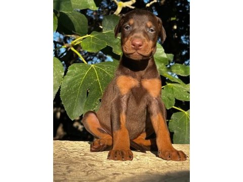 Kızıl safkan doberman yavrularımız