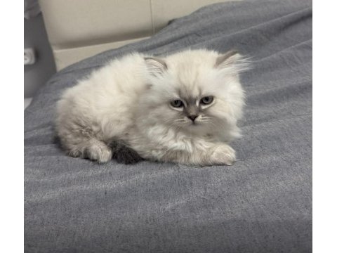 British longhair erkek 2 aylık