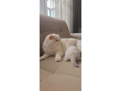 British shorthair yavrular üst kalite show her kodda yavru