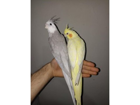 Yumurtalı hazır takım sultan papağanları