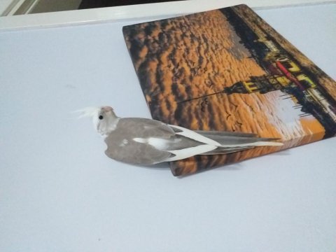 2024 sultan papağanı whiteface-pearl-cinnamon