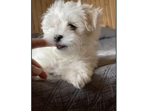 Teacup maltese terrier