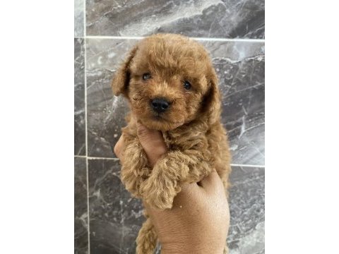 Orjinal toy poodle bebekler