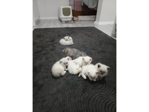 Beyaz safkan british shorthair yavrular
