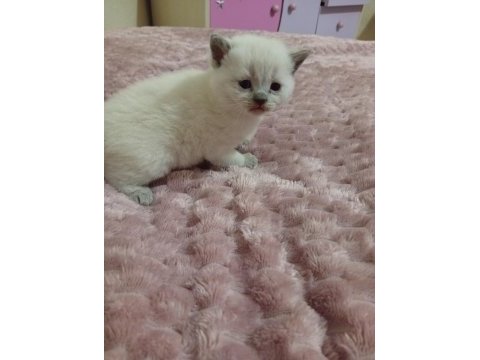 5 adet yavru british shorthair
