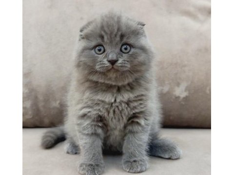 Scottish fold yavrularımız 